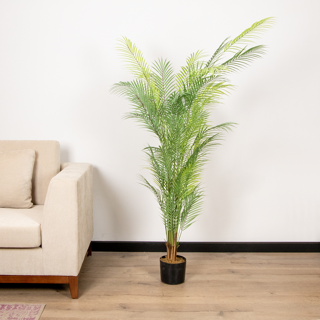 Y8526-48-13K ARECA P/TREE P/PLANT 6